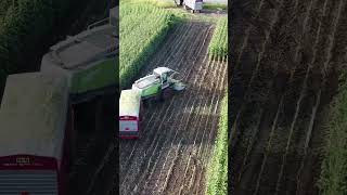 silage harvesting short distance transport reaper silagemachine modern shorts viralvideo [upl. by Iniffit473]