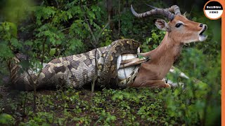 This Malicious Python Swallows The Impala Whole [upl. by Seigel]