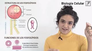 8Biología Celular Estructura y función de los Lípidos [upl. by Nosyerg]