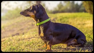 Dachshund meet sunrise with family [upl. by Spoor]