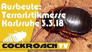 Ausbeute Terraristikmesse Karlsruhe 332018 [upl. by Farrison]