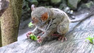 Tarsier eating lunch [upl. by Ane129]