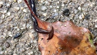 Hammerhead worm in the mountains of Kyoto Japan [upl. by Flavian]