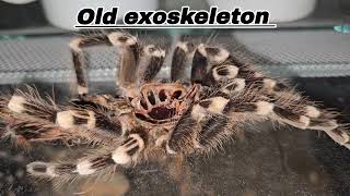 Super brief care guide  Acanthoscurria geniculata [upl. by Desiree62]