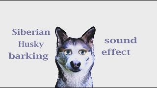 How A Siberian Husky Barking  Sound Effect  Animation [upl. by Adnohral43]