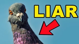 Birds Arent Real  The Documentary Part 1 [upl. by Enerod]