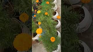 Marigold flower plant 🌼🌼🌼🌼🌼🌼 short video like and subscribe [upl. by Adalai]