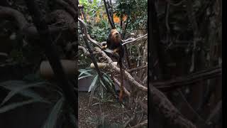 Golden Headed Lion Tamarin Chester Zoo [upl. by Winebaum367]