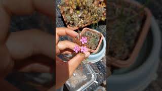 Drosera hartmeyerorum  Plantas Carnivoras de Clima Quente [upl. by Ynna809]