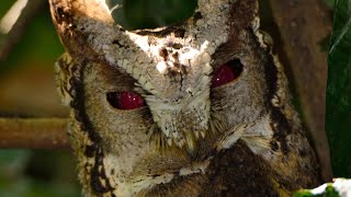 Collared Scops Owl Calling birdsofsikkim sikkimbirds sikkim bird owl rozandhungel9034 [upl. by Ulah]