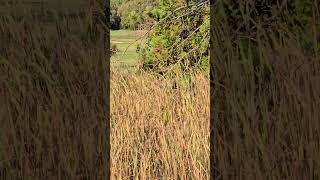 Golf Course in Keeseville NY tga taylorsgrandadventures walkintosuccess newyork adventure [upl. by Dahs]