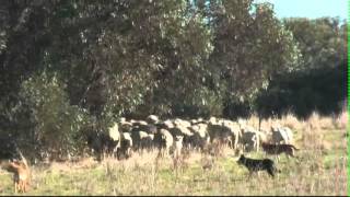 Droving with Kelpies working cattlecows with calves and eweslambs plus weaned lambs [upl. by Uni]