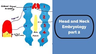 Head and Neck Embryology part two [upl. by Culbert]