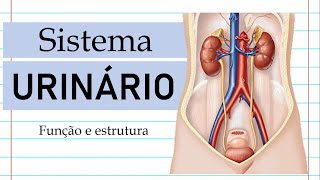 1 Sistema Urinário  Função e Estrutura [upl. by Scrivenor]