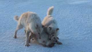 Arctic Wolves Playing [upl. by Hawken]