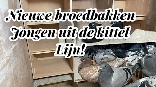 Nieuwe broedbakken  Jongen uit de KITTEL lijn gekocht  Postduiven [upl. by Eecyac]