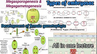 Megasporogenesis  MegagametogenesisDevelopment of female gametophyte  Types of embryosac [upl. by Derriey196]