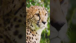 5 Surprising Facts About Cheetahs [upl. by Pegeen]