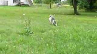 running lemur [upl. by Seyah829]