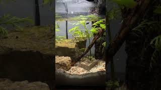 Aqualapse aquascapeaquarium nature timelapse [upl. by Wolfson]