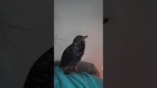 My Starling Tweeters singing his favorite song [upl. by Corley]