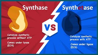 synthase vs synthetase  Biology quick bites [upl. by Oster]