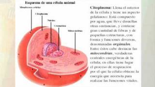 Técnicas de estudio Resumen [upl. by Maximilien743]