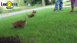 Friendly Cairn Terrier Puppies [upl. by Darby962]