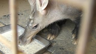 食事中の ツチブタ 姫路市立動物園 2019年6月6日 [upl. by Avir]