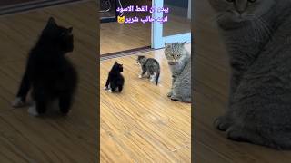 مياو 😻 قطط صغيرة تتعارك kitten cat قطةكيوت قطط [upl. by Llennod]