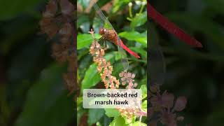 The Spinetufted skimmer or brown backed red marsh hawk Orthetrum chrysis dragonfly bugslife [upl. by Ettevey]