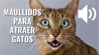 Maullido para Atraer a tu Gato Garantizado  Sonidos Para Hacer que tu Gato Venga [upl. by Krigsman]