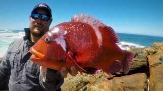 Catching Tomatoes From The Rocks  How To Catch DeepSea Fish From The Shore [upl. by Ku]