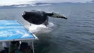 Humpback Soaks Alaska Whale Watchers During Close Encounter [upl. by Gargan]