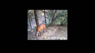 Trail 1  15 1124  Beautiful Barking Deer [upl. by Anos716]