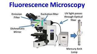 Fluorescence Microscopy [upl. by Marena]