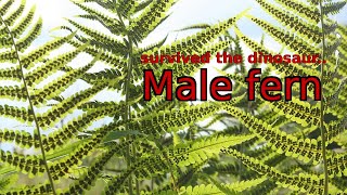 From dinosaurs to cancer research The incredible saga of the male fern [upl. by Aznola164]