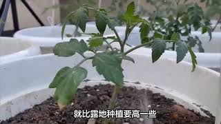 盆栽番茄怎么种植，种植盆栽番茄有哪些要点 [upl. by Atilrahc652]