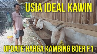 UPDATE HARGA KAMBING BOER F1 DI PRASODJO FARM KEDIRI [upl. by Klemm]