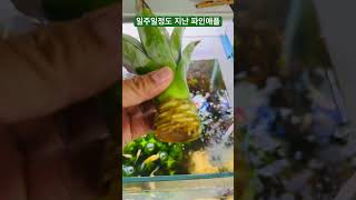 1주일 정도 어항에 키운 파인애플 성장속도 엄청 빠르네요어항수초파인애플키우기pineapple [upl. by Gibun]