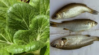 Harvesting Chinese Pak Choi in garden and River Fishing🙏🏾❤️ [upl. by Goebel26]