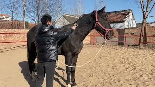 Taking care of my big black horse  Live Stream 23 October 2023 [upl. by Kcirrem]