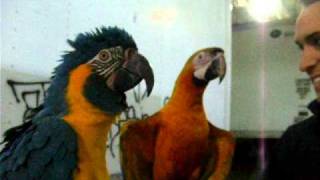 Macaws Saying Hello  Our Birds [upl. by Reiko355]