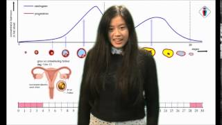 Biologie menstruatiecyclus [upl. by Nosyarg]