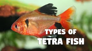 Types of Tetra Fish [upl. by Elleivad]