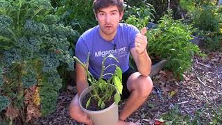 A Complete Walkthrough How to Bring Peppers Indoors to Overwinter [upl. by Acinomad]