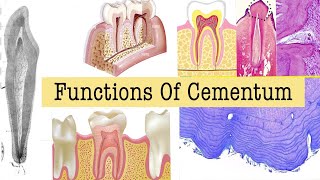 Functions of cementum A2ZDentistry [upl. by Edholm]