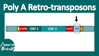 Poly A retrotransposon  LINE and SINEs [upl. by Alol]