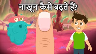 नाखून कैसे बढ़ते हैं  How Your Nails Grow In Hindi  Dr Binocs Show [upl. by Eiluj]