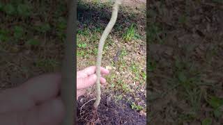 Established Roots on a Loquat Tree Cutting [upl. by Corabella]